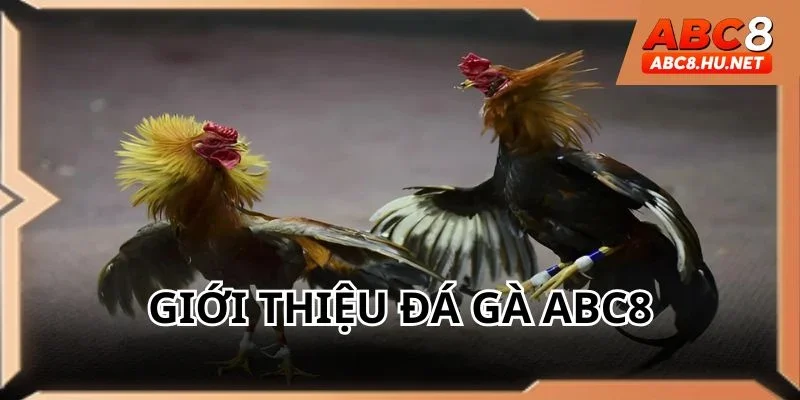 Đá gà ABC8 được nhiều thành viên ưa chuộng