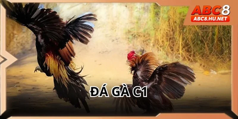 Đá gà C1