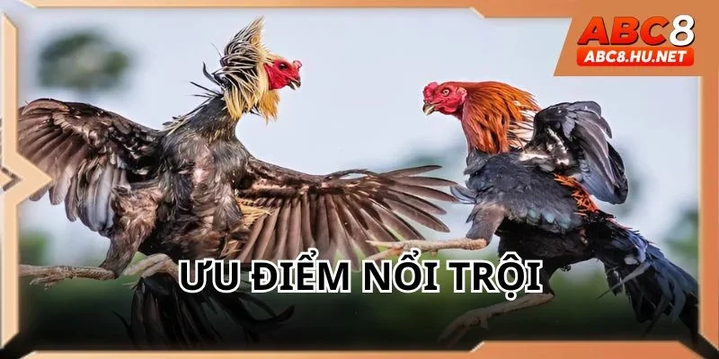 Nhiều ưu điểm vượt trội tại chọi kê 67