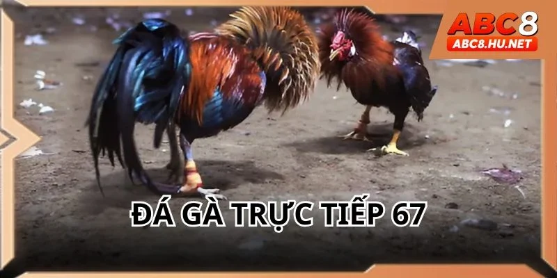 Đá gà trực tiếp 67