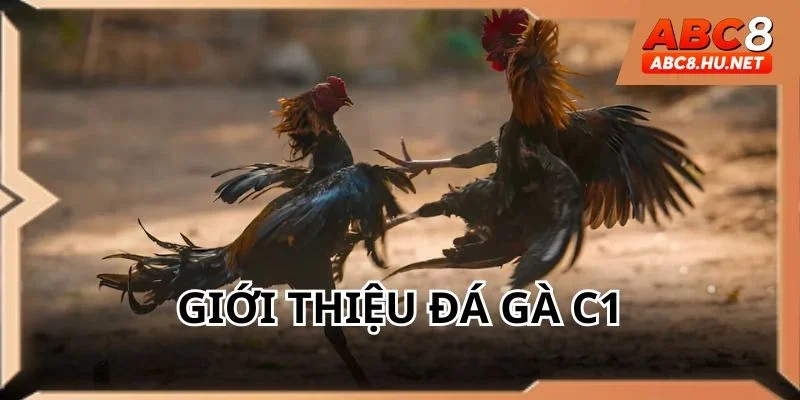 Đá gà C1 hấp dẫn tại các trường kê nổi tiếng